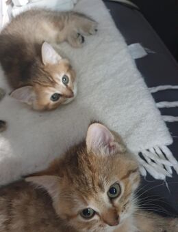 Katzenbaby abzugeben - Hamburg