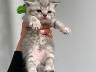 Britisch-Kurzhaar-Kitten (Tabby) bkh - Berlin