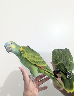 Handzahme Amazon papagei Babys - Frankfurt (Main)