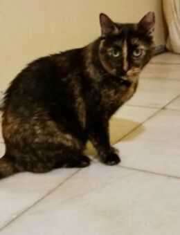 Maria, zurückhaltende Glückskatze, ca.4J - Vaterstetten