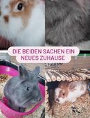 reinrassige löwenkopf Teddy Zwergkaninchen♥️♥️♥️ in 32427