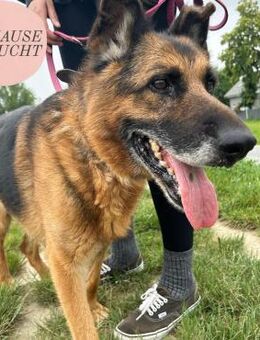 NERO sucht liebevolles ZH oder PS ❤️ - Saarbrücken