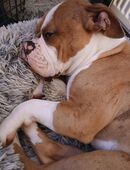 Old english Bulldogge in 09661