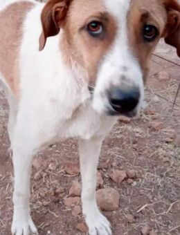 Apolon - Wer schenkt ihm ein Zuhause? - Alfeld (Leine)