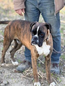 Ich heiße Thyson .... - Frankfurt (Main)