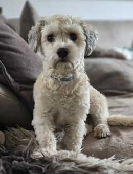 Einstein Der charmante Bichon-Mix - Großefehn