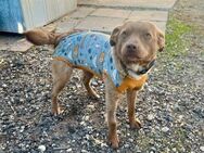 🌸 Bo junge Chihuahua-Mix-Hündin mit g - Kassel