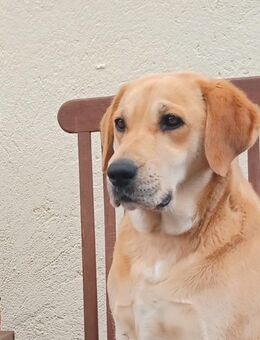 !! Wurfankündigung!! Labradorwelpen - Stolpe (Landkreis Ludwigslust-Parchim)