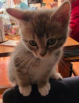 Kitten in liebevolles Zuhause abzugeben - Kreuzau