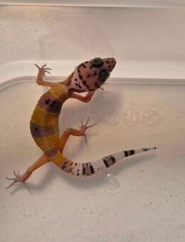 Junge Leopardengeckos - Wetzlar