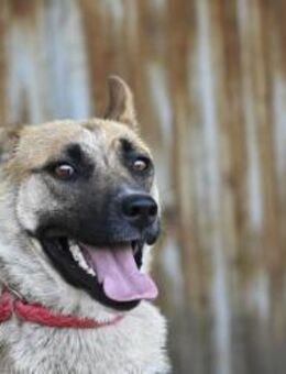 Dolores SI Aktive Mali-Mix-Dame - Neustadt (Rübenberge)