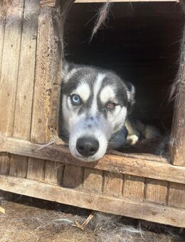 Hanna - Huskyhündin sucht Geborgenheit - Köln