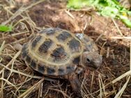 Testudo horsfieldii, Vierzehenschidkröte - Weimar