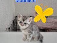 BKH Kitten - Leipzig