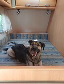 HSH Floki sucht dringend ein neues Zuhause in 59558