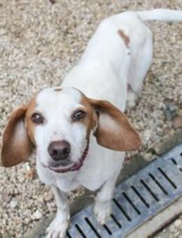 Fićo möchte viel mehr kennen lernen - Schwabach