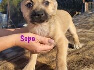 Sopa neugierige kleine Welpin 08/24 ESP - Ruppertsecken