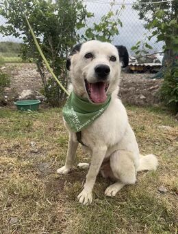 Süßer Kasij - Essen