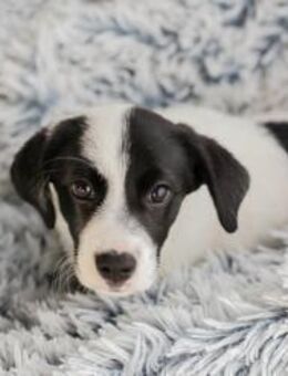 SUNNY - ein kleiner Sonnenschein eben - Overath