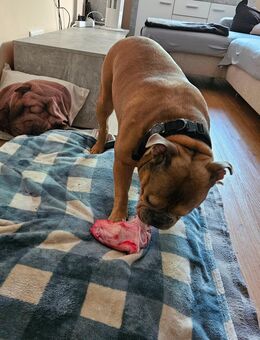 ❤️ Old Englisch Bulldogge "Odin" sucht liebevolles Zuhause ❤️ - Alsdorf Zentrum