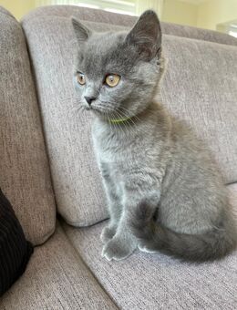 BKH Kitten Katzen - Waldbröl