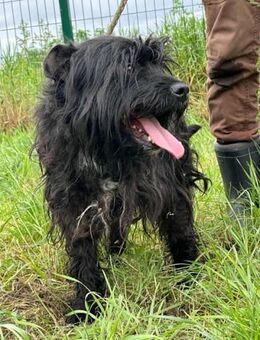 Rambo sucht seine Herzensmenschen - Nordwalde