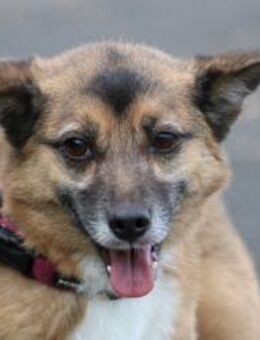 Toika - liebenswert u. sehr anhänglich - Lohra