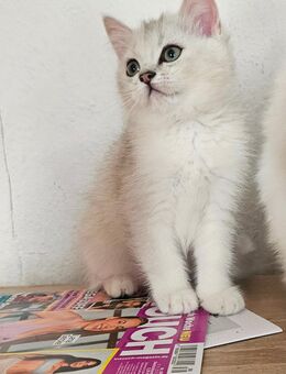 BKH KITTEN - Berlin Spandau