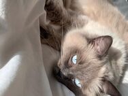 2 Birma Kater - Mönchengladbach