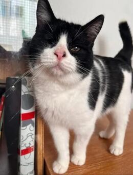 Daredevil Kleiner Teddybär sucht Familie - Unterföhring