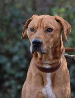 Aperol groß, lieb &klug sucht ein Zuhaus - Berlin