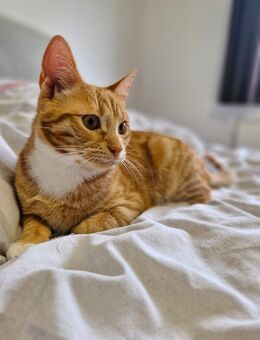Roter kater kitten sucht ein zuhause - Uelzen