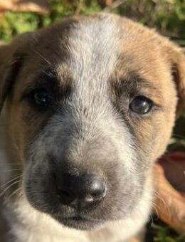 Kiara, geb. ca. 09/2025, GRIECHENLAND - Euskirchen