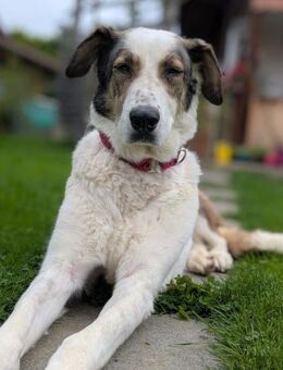 Georgia 9 Jahre 70 cm - Finning