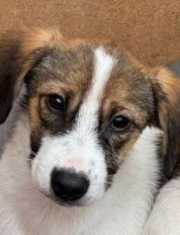 JONNY-hübscher Tricolour-Jung-Rüde,41 cm - Rösrath