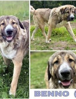 BENNO -aufgeschlossener Alabai Rüde - Duisburg