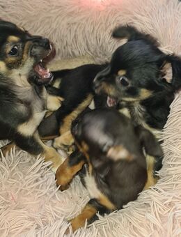 Chihuahua zwergpinscher mix baby Hündin - Sulingen