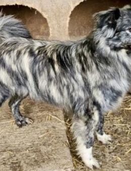 LEGOLAS - fröhlich, jung, verspielt - Weilheim (Oberbayern)