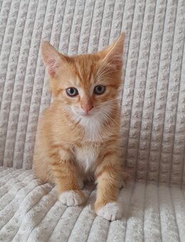 Babykatze Männchen - Hattorf (Harz)