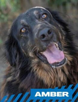 Amber - unglaublich freundlich - Berlin