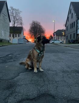 Hund mischling - Clausthal-Zellerfeld