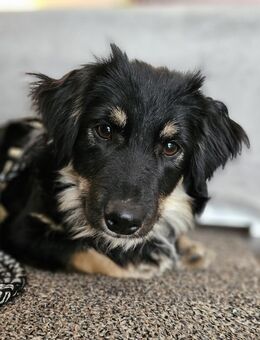 Süßer Peppi wünscht sich eine Familie - Leonberg (Baden-Württemberg)