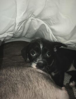 Diese wundervollen Welpen suchen ein liebevolles Zuhause! - Saalfeld (Saale)