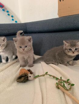 3 Reinrassige Süßen BKH Kitten - Werlte