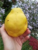 Duftige voll reife und Hand gepflückte Birnen-Quitten in Bio-Qualität in 97237