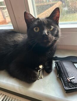 Liebevolle schwarze Katze (1 J.) sucht neues Zuhause - Radeberg