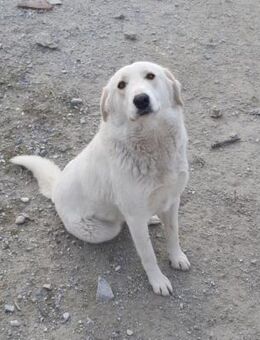 ARIELLE - sucht fürsorgliche Menschen - Aerzen