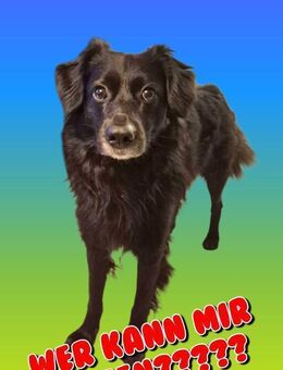 NOTFALL SHADOW BRAUCHT HILFE!!! - Nürnberg