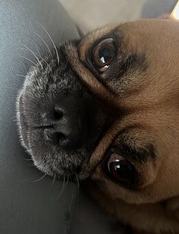 Hund Frops Odin 2019 - Wettin-Löbejün