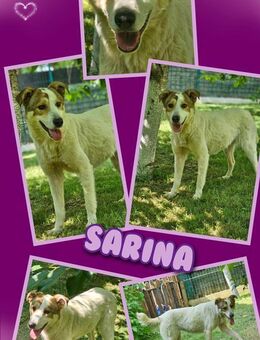 wunderschöne Hündin Sarina sucht Zuhause - Nürnberg